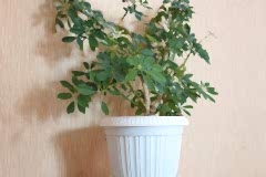 Дом престарелых Алматы на Выборгской улице